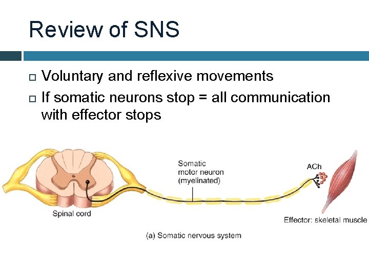 Review of SNS Voluntary and reflexive movements If somatic neurons stop = all communication