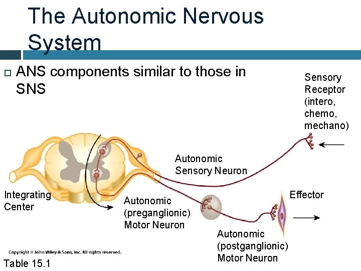 The Autonomic Nervous System ANS components similar to those in SNS Sensory Receptor (intero,