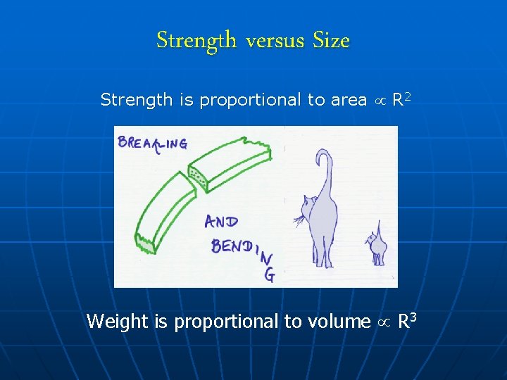 Strength versus Size Strength is proportional to area R 2 Weight is proportional to