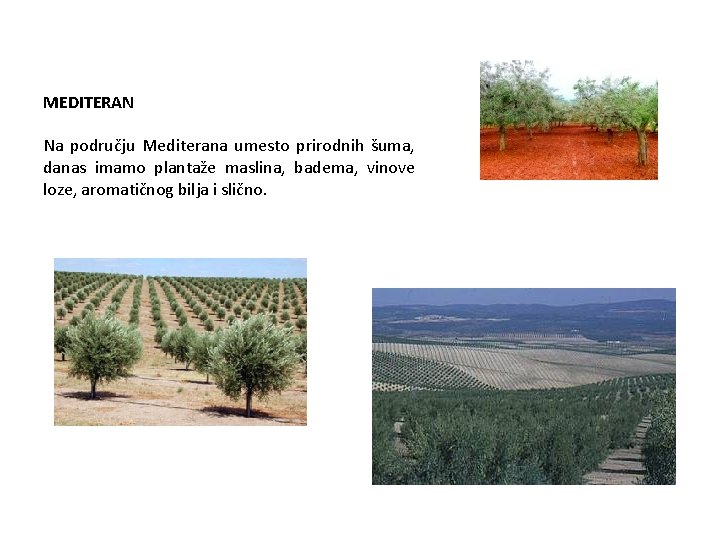 MEDITERAN Na području Mediterana umesto prirodnih šuma, danas imamo plantaže maslina, badema, vinove loze,