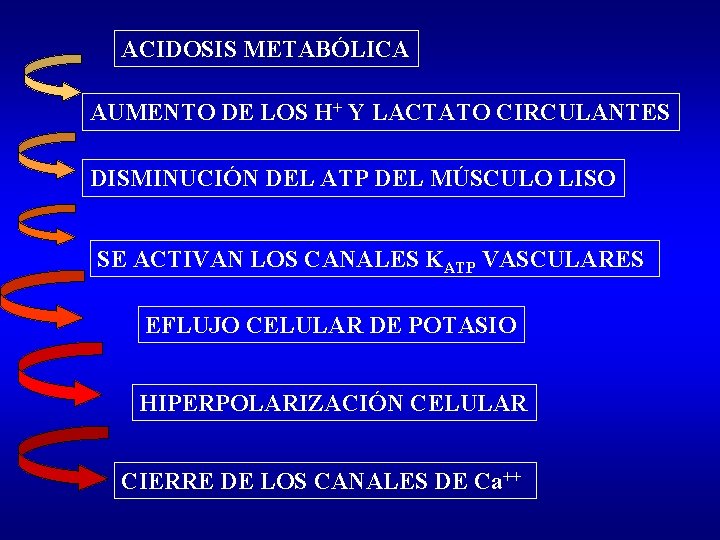 ACIDOSIS METABÓLICA AUMENTO DE LOS H+ Y LACTATO CIRCULANTES DISMINUCIÓN DEL ATP DEL MÚSCULO