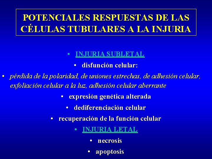 POTENCIALES RESPUESTAS DE LAS CÉLULAS TUBULARES A LA INJURIA • INJURIA SUBLETAL • disfunción