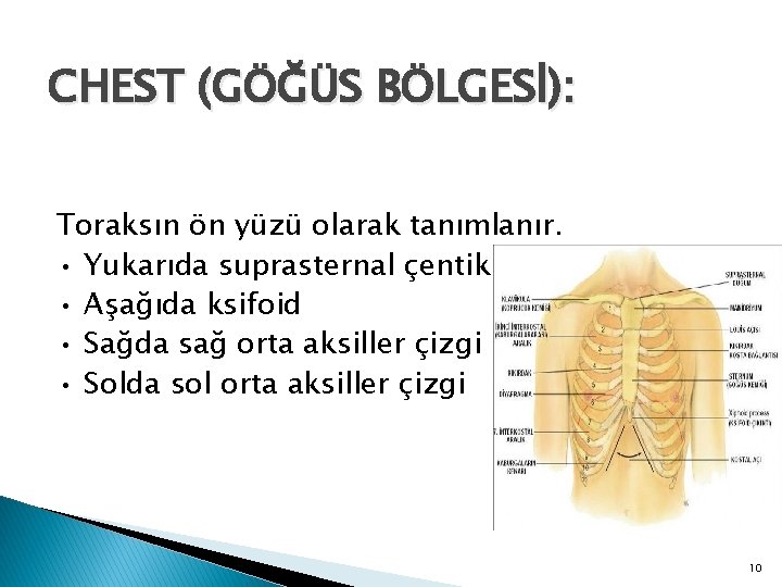 CHEST (GÖĞÜS BÖLGESİ): Toraksın ön yüzü olarak tanımlanır. • Yukarıda suprasternal çentik • Aşağıda