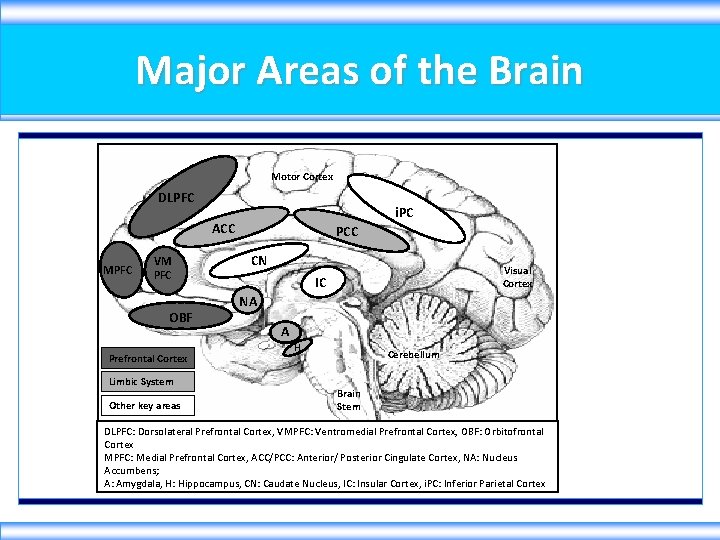 Major Areas of the Brain Motor Cortex DLPFC i. PC ACC MPFC VM PFC