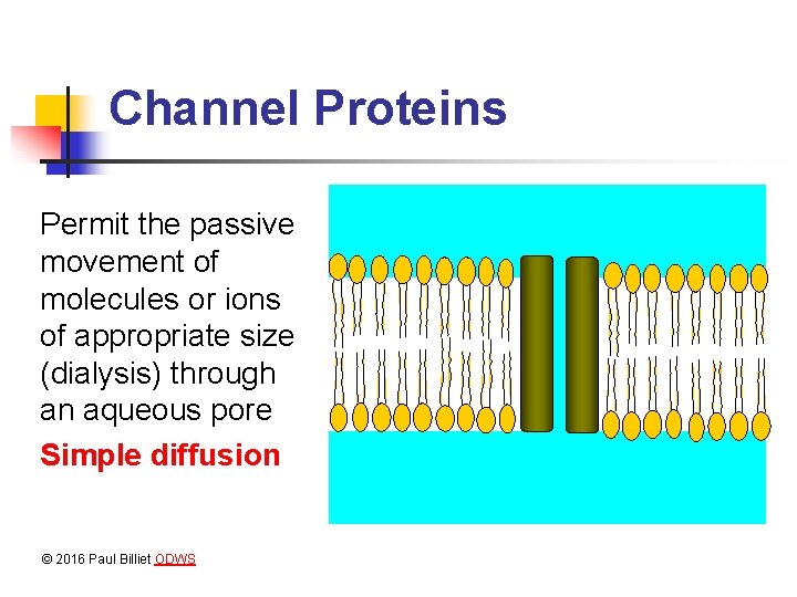 MEMBRANE TRANSPORT PROTEINS 2016 Paul Billiet ODWS Passive