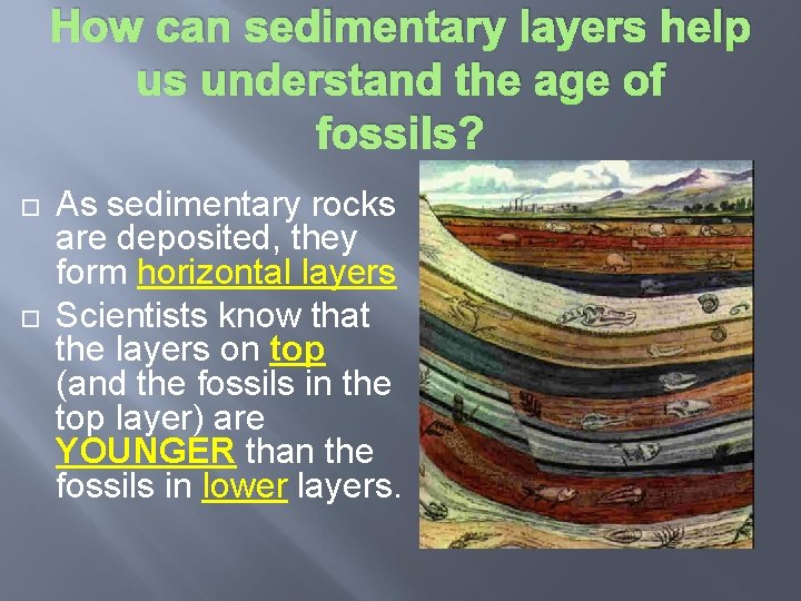 How can sedimentary layers help us understand the age of fossils? As sedimentary rocks