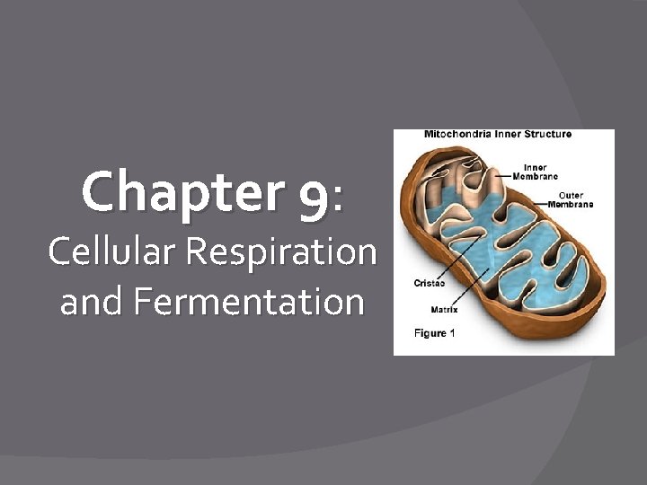 Chapter 9: Cellular Respiration and Fermentation 
