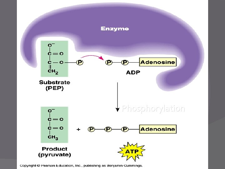 Phosphorylation 