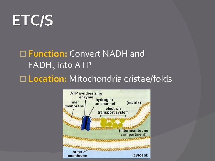 ETC/S � Function: Convert NADH and FADH 2 into ATP � Location: Mitochondria cristae/folds