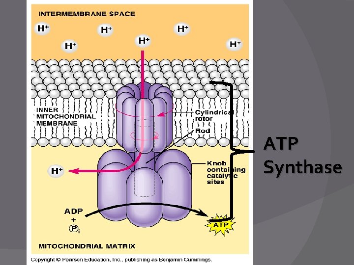 ATP Synthase 