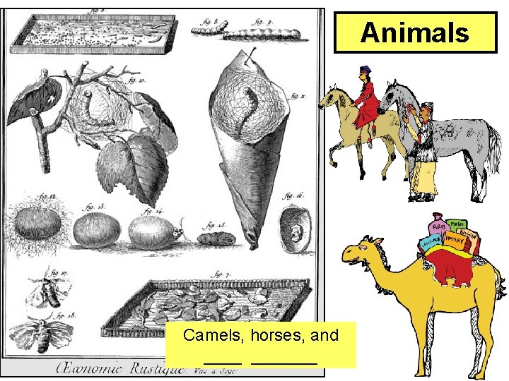 Animals Camels, horses, and _______ 
