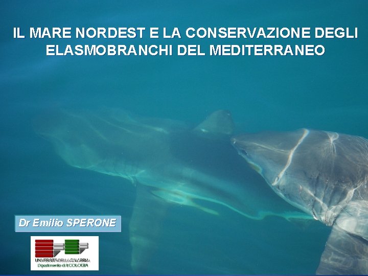 IL MARE NORDEST E LA CONSERVAZIONE DEGLI ELASMOBRANCHI DEL MEDITERRANEO Dr Emilio SPERONE 