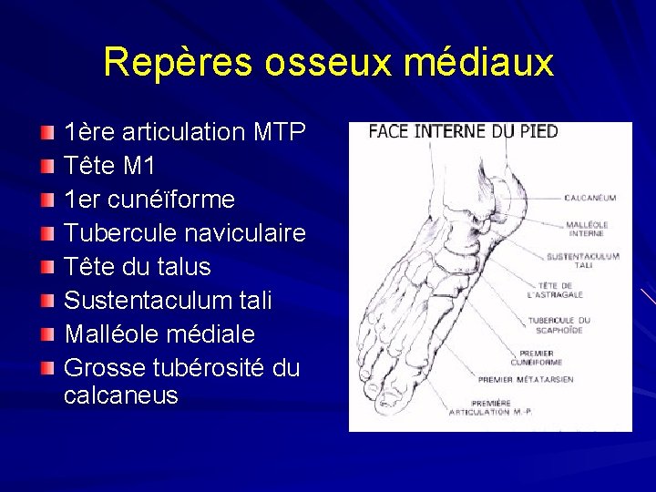 Repères osseux médiaux 1ère articulation MTP Tête M 1 1 er cunéïforme Tubercule naviculaire