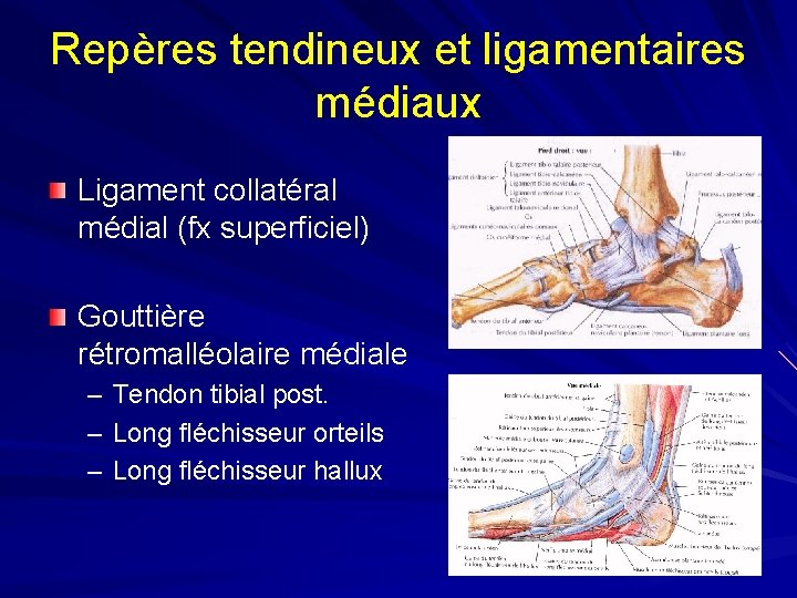 Repères tendineux et ligamentaires médiaux Ligament collatéral médial (fx superficiel) Gouttière rétromalléolaire médiale –