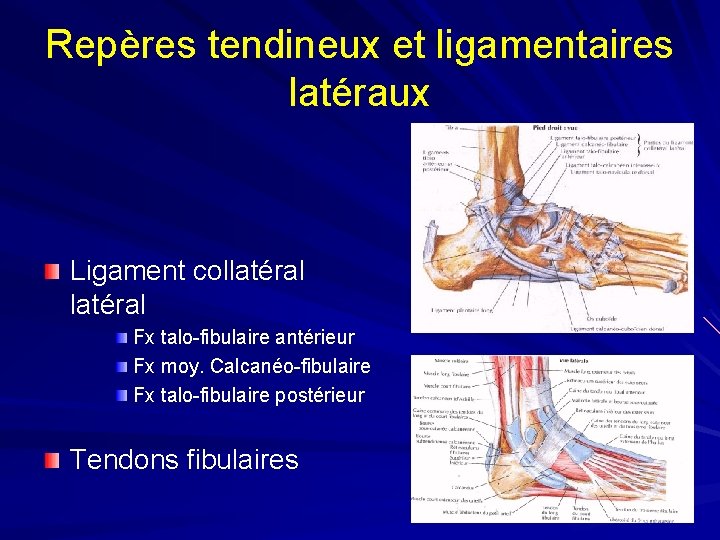 Repères tendineux et ligamentaires latéraux Ligament collatéral Fx talo-fibulaire antérieur Fx moy. Calcanéo-fibulaire Fx