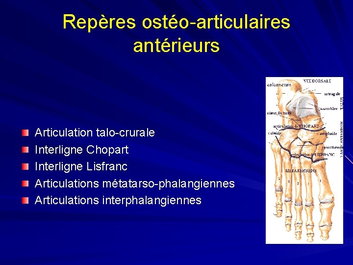 Repères ostéo-articulaires antérieurs Articulation talo-crurale Interligne Chopart Interligne Lisfranc Articulations métatarso-phalangiennes Articulations interphalangiennes 