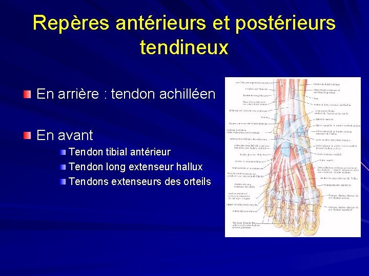 Repères antérieurs et postérieurs tendineux En arrière : tendon achilléen En avant Tendon tibial