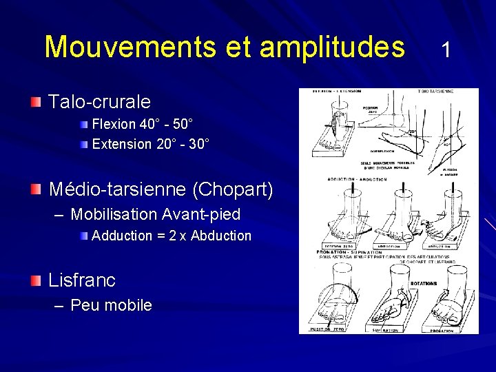 Mouvements et amplitudes Talo-crurale Flexion 40° - 50° Extension 20° - 30° Médio-tarsienne (Chopart)