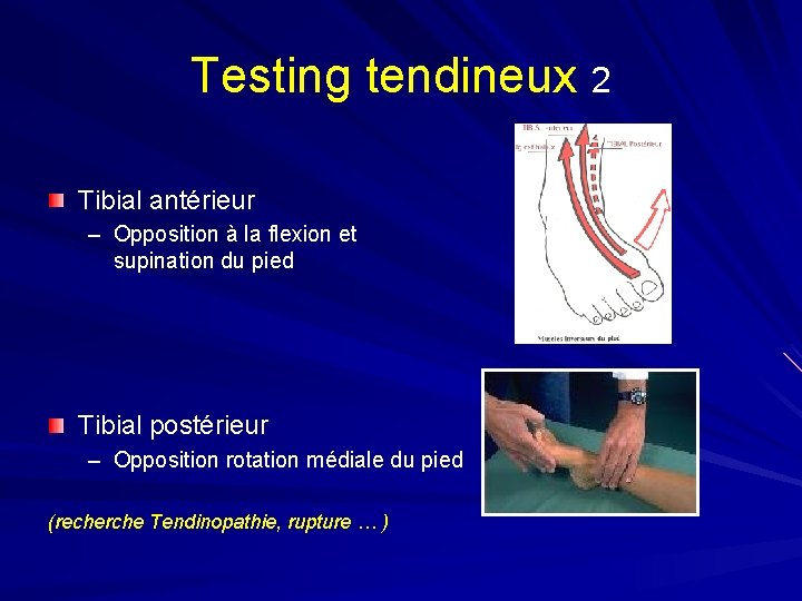 Testing tendineux 2 Tibial antérieur – Opposition à la flexion et supination du pied