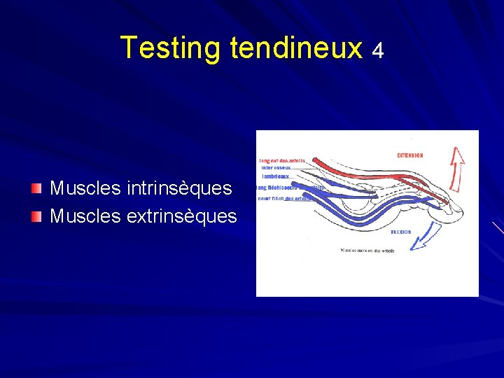 Testing tendineux 4 Muscles intrinsèques Muscles extrinsèques 