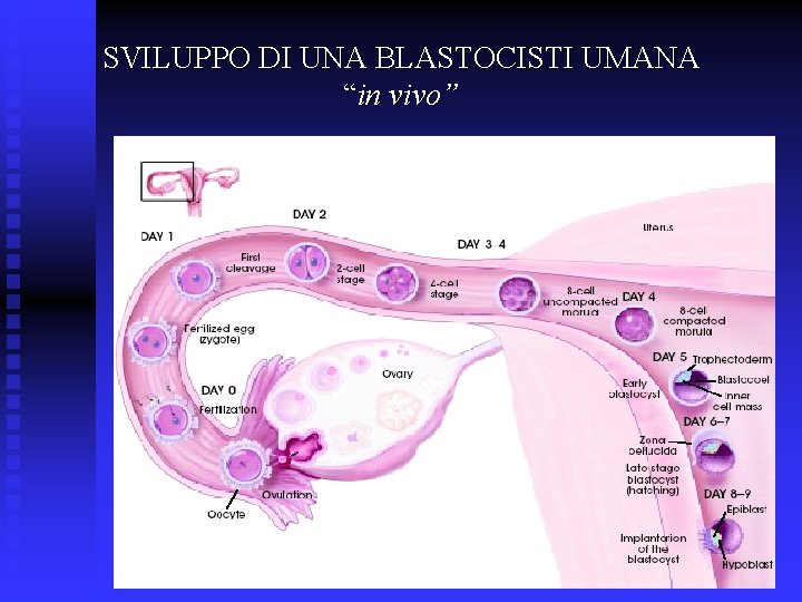 SVILUPPO DI UNA BLASTOCISTI UMANA “in vivo” 