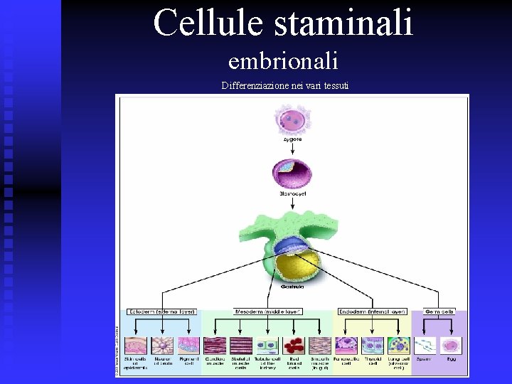 Cellule staminali embrionali Differenziazione nei vari tessuti 