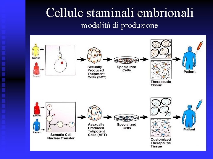 Cellule staminali embrionali modalità di produzione 