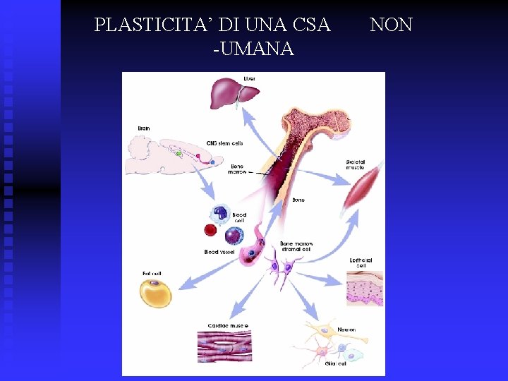 PLASTICITA’ DI UNA CSA -UMANA NON 