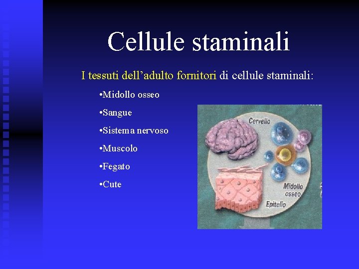 Cellule staminali I tessuti dell’adulto fornitori di cellule staminali: • Midollo osseo • Sangue