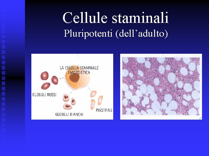 Cellule staminali Pluripotenti (dell’adulto) 