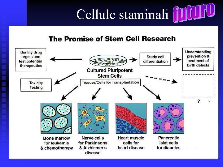 Cellule staminali 