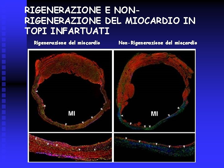 RIGENERAZIONE E NONRIGENERAZIONE DEL MIOCARDIO IN TOPI INFARTUATI Rigenerazione del miocardio Non-Rigenerazione del miocardio