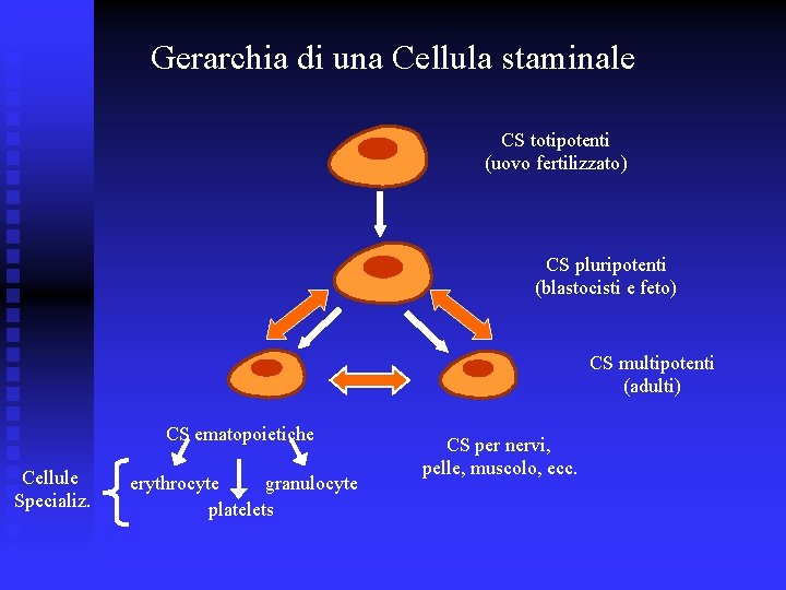 Gerarchia di una Cellula staminale CS totipotenti (uovo fertilizzato) CS pluripotenti (blastocisti e feto)