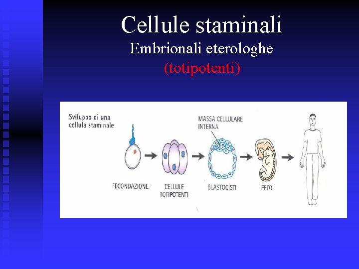 Cellule staminali Embrionali eterologhe (totipotenti) 