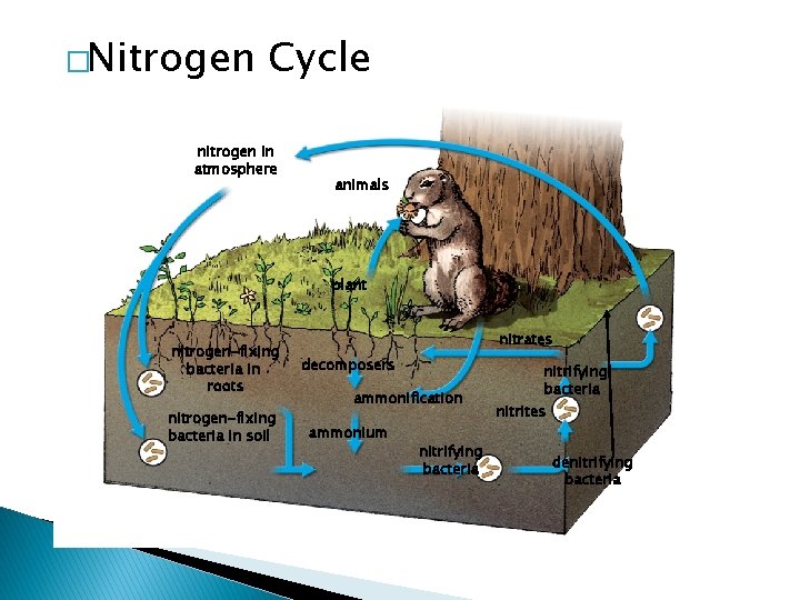 �Nitrogen Cycle nitrogen in atmosphere animals plant nitrogen-fixing bacteria in roots nitrogen-fixing bacteria in