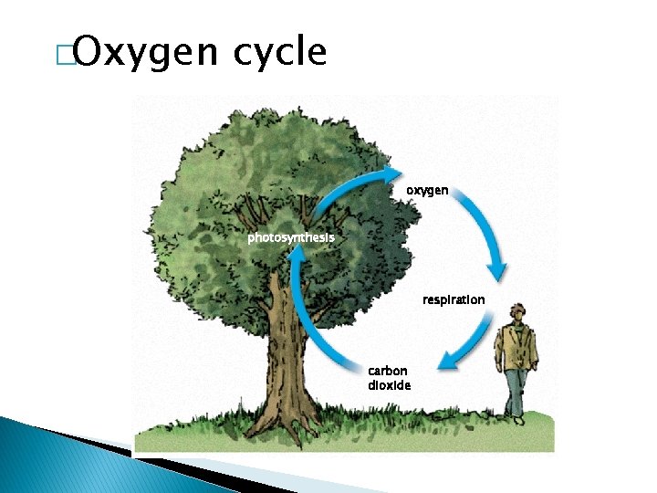 �Oxygen cycle oxygen photosynthesis respiration carbon dioxide 