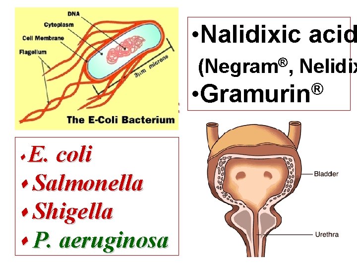 Amphenicols Sulfonamides Macrolides Quinolones Lincosamides Metronidazole Polymyxins Oxiquinolones
