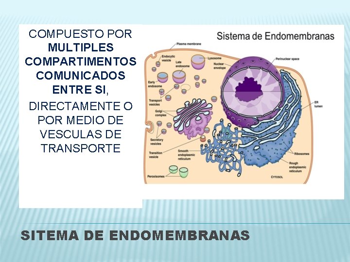 COMPUESTO POR MULTIPLES COMPARTIMENTOS COMUNICADOS ENTRE SI, DIRECTAMENTE O POR MEDIO DE VESCULAS DE