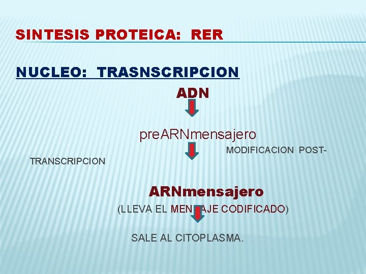 SINTESIS PROTEICA: RER NUCLEO: TRASNSCRIPCION ADN pre. ARNmensajero MODIFICACION POSTTRANSCRIPCION ARNmensajero (LLEVA EL MENSAJE