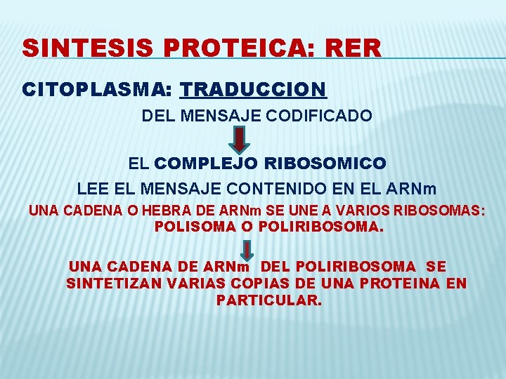 SINTESIS PROTEICA: RER CITOPLASMA: TRADUCCION DEL MENSAJE CODIFICADO EL COMPLEJO RIBOSOMICO LEE EL MENSAJE