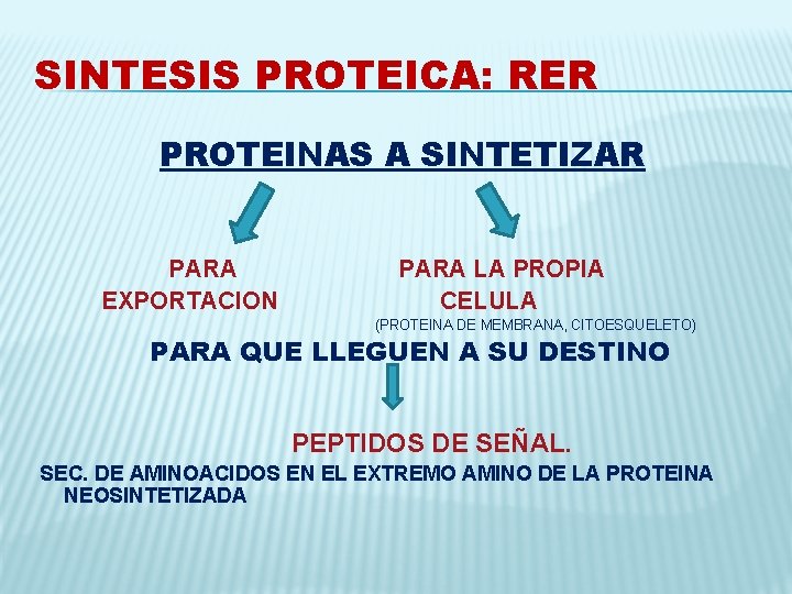 SINTESIS PROTEICA: RER PROTEINAS A SINTETIZAR PARA EXPORTACION PARA LA PROPIA CELULA (PROTEINA DE