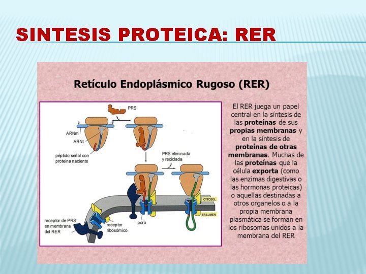 SINTESIS PROTEICA: RER 