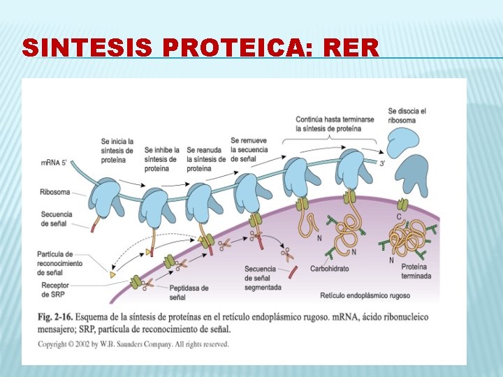 SINTESIS PROTEICA: RER 