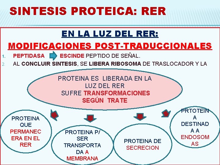 SINTESIS PROTEICA: RER EN LA LUZ DEL RER: MODIFICACIONES POST-TRADUCCIONALES 1. 2. PEPTIDASA ESCINDE