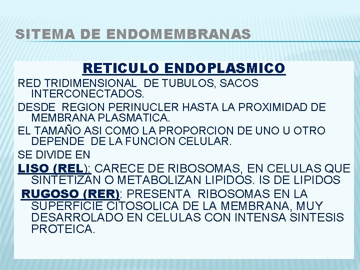 SITEMA DE ENDOMEMBRANAS RETICULO ENDOPLASMICO RED TRIDIMENSIONAL DE TUBULOS, SACOS INTERCONECTADOS. DESDE REGION PERINUCLER