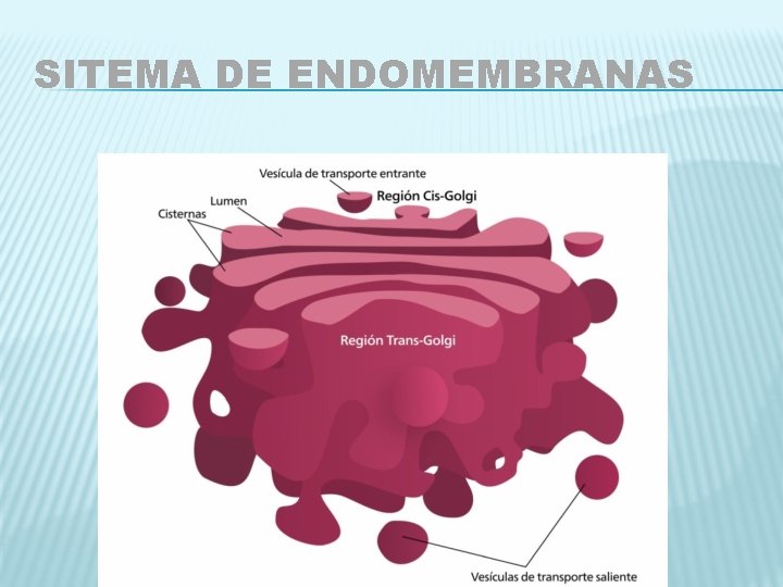 SITEMA DE ENDOMEMBRANAS 