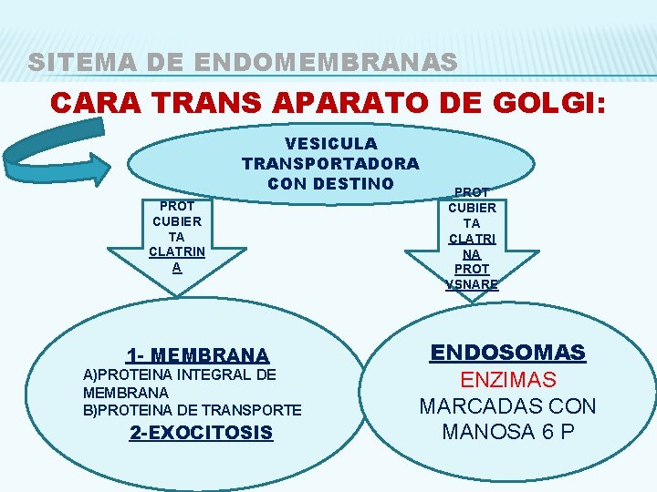 SITEMA DE ENDOMEMBRANAS CARA TRANS APARATO DE GOLGI: VESICULA TRANSPORTADORA CON DESTINO PROT CUBIER