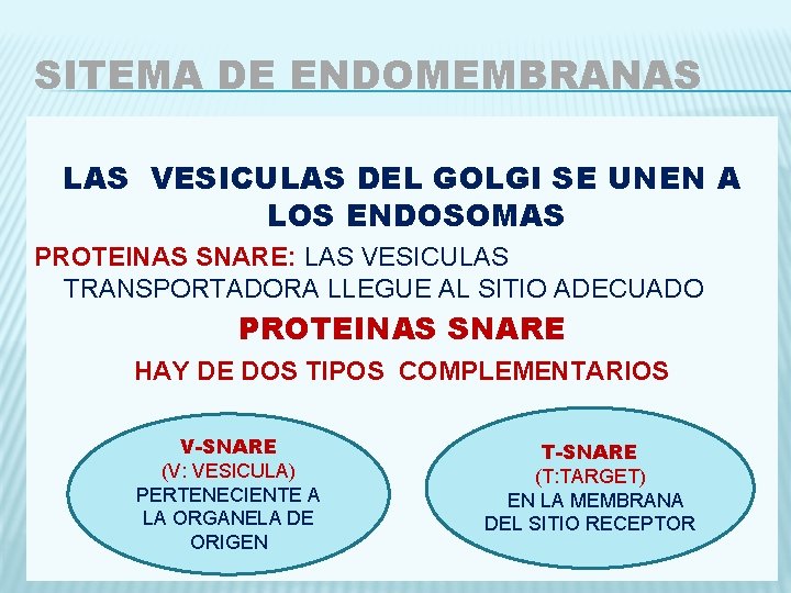SITEMA DE ENDOMEMBRANAS LAS VESICULAS DEL GOLGI SE UNEN A LOS ENDOSOMAS PROTEINAS SNARE: