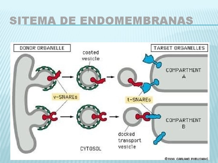 SITEMA DE ENDOMEMBRANAS 