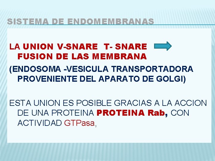 SISTEMA DE ENDOMEMBRANAS LA UNION V-SNARE T- SNARE FUSION DE LAS MEMBRANA (ENDOSOMA -VESICULA